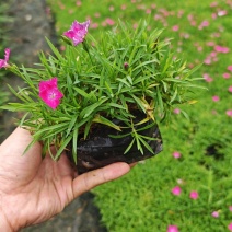 欧石竹高度10厘米袋苗