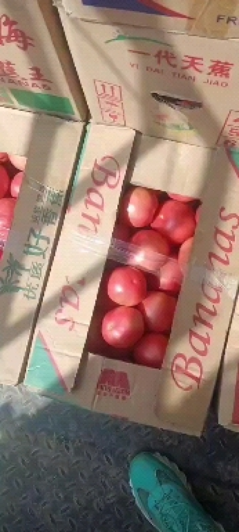 精品大棚硬粉西红柿精品大棚硬粉西红柿精品大棚硬粉西红
