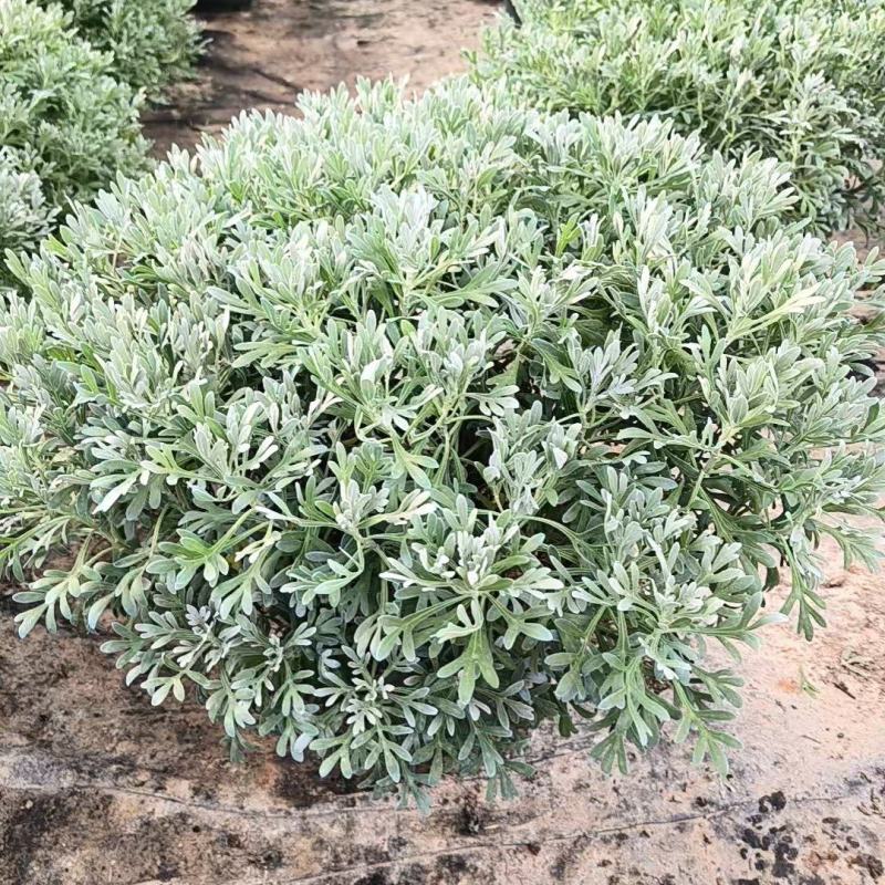 芙蓉菊盆栽大小规格都有