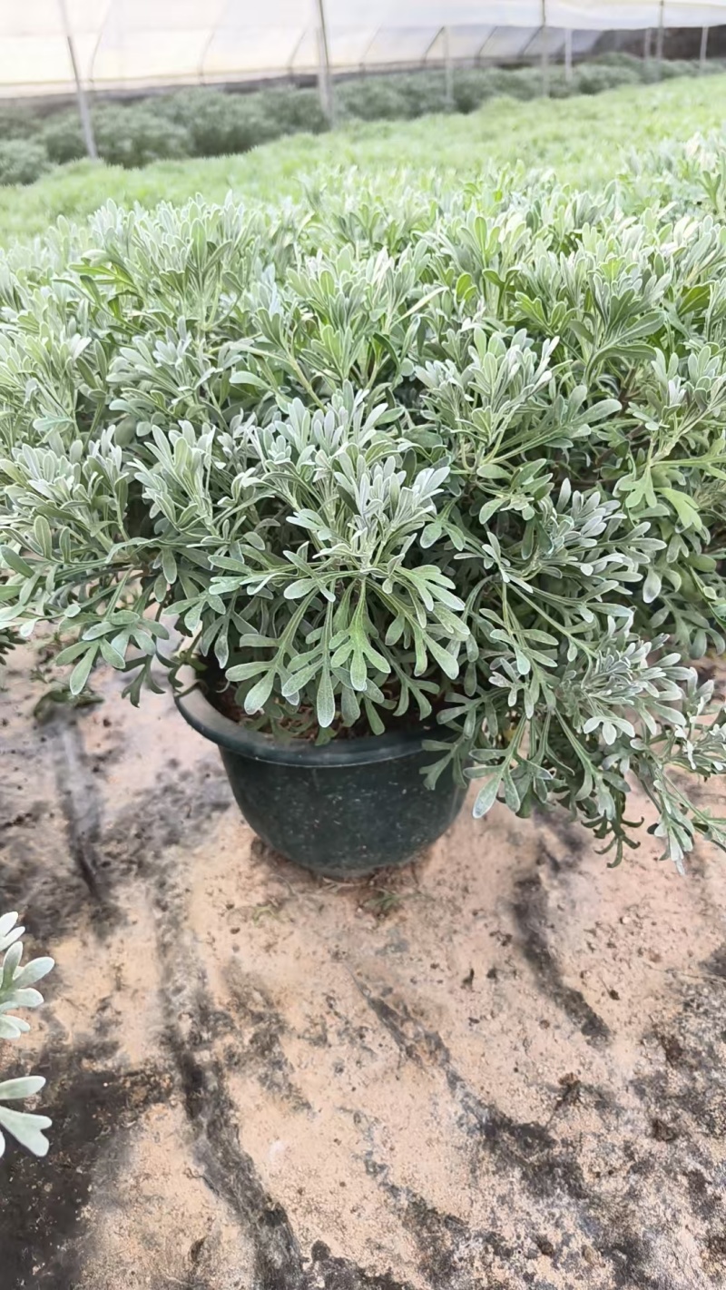 芙蓉菊盆栽大小规格都有