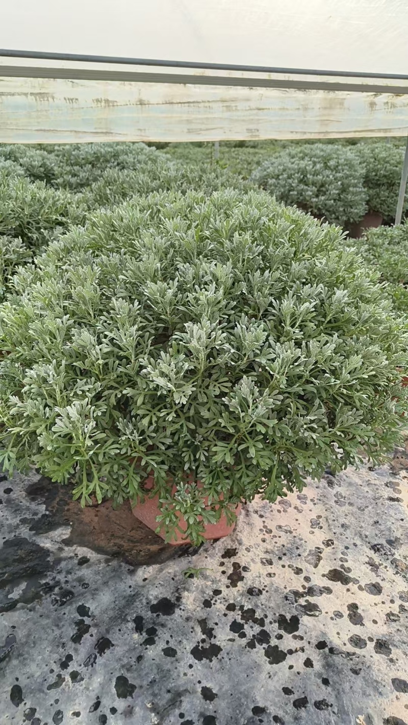 芙蓉菊盆栽大小规格都有