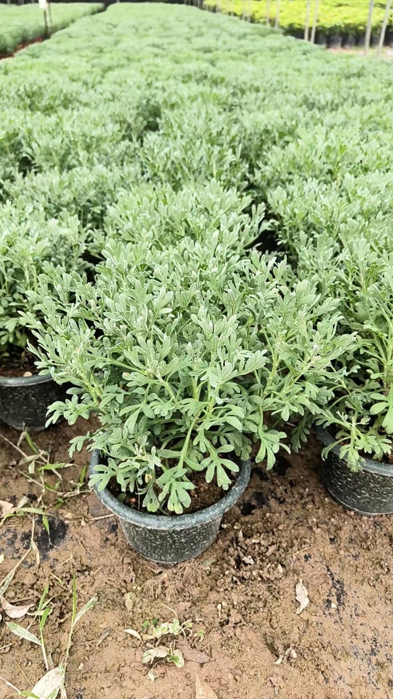 芙蓉菊盆栽大小规格都有