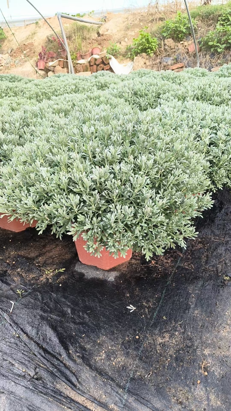 芙蓉菊盆栽大小规格都有
