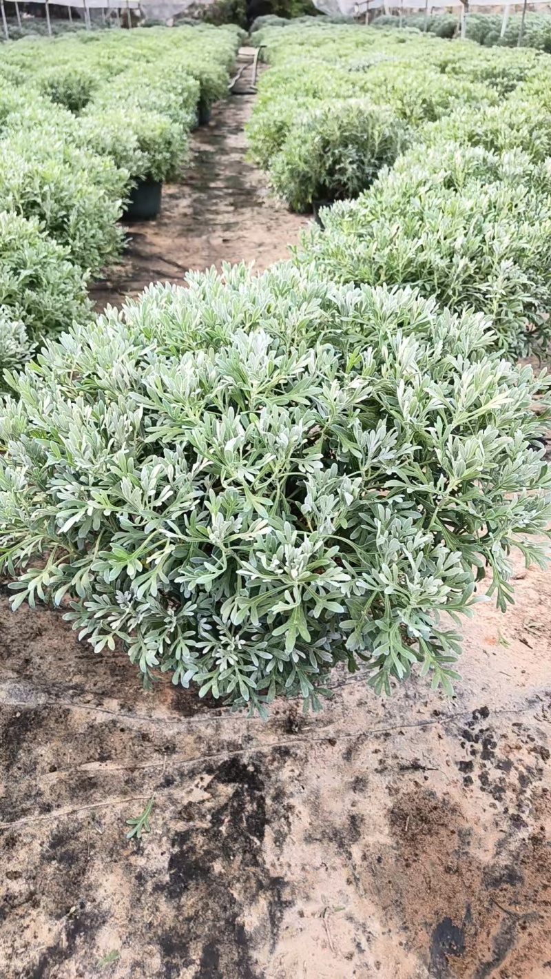 芙蓉菊盆栽大小规格都有