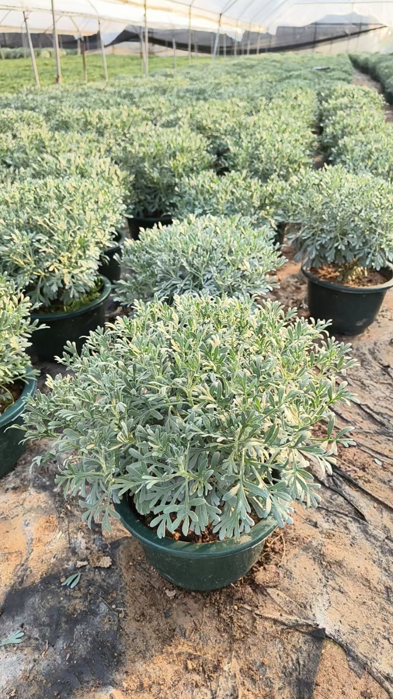 芙蓉菊盆栽大小规格都有