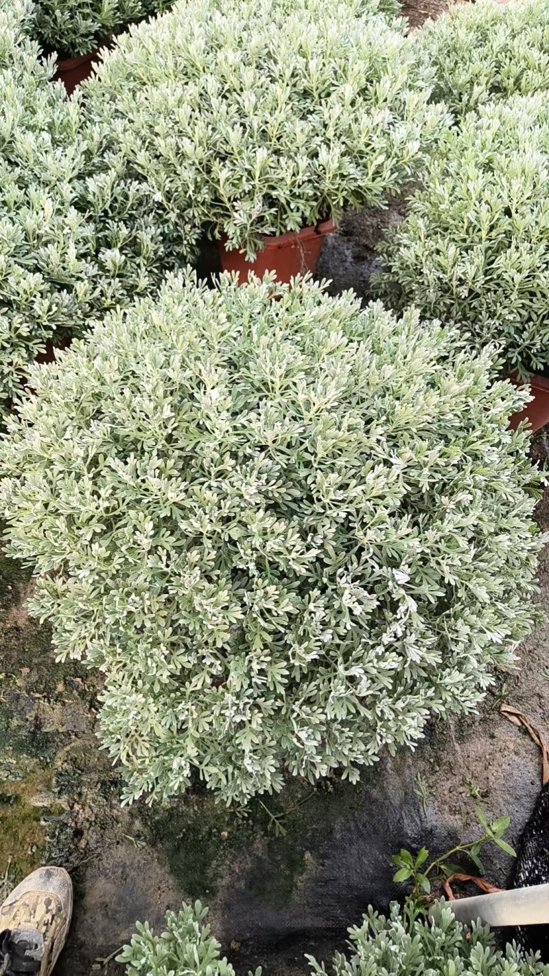 芙蓉菊盆栽大小规格都有