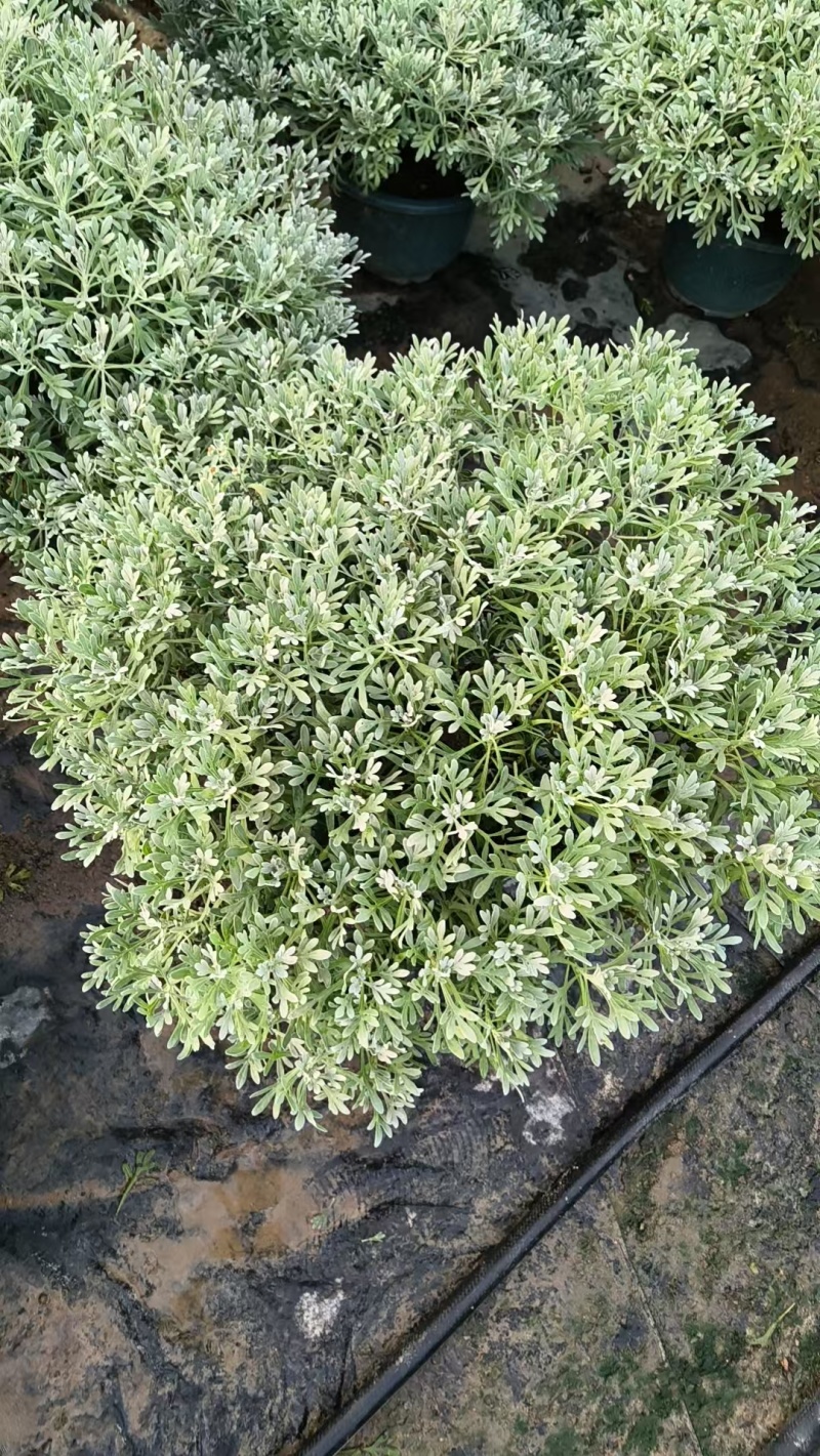 芙蓉菊盆栽大小规格都有