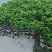 泰大目释迦果苗，自花授粉大果品种，嫁接苗，营养杯苗
