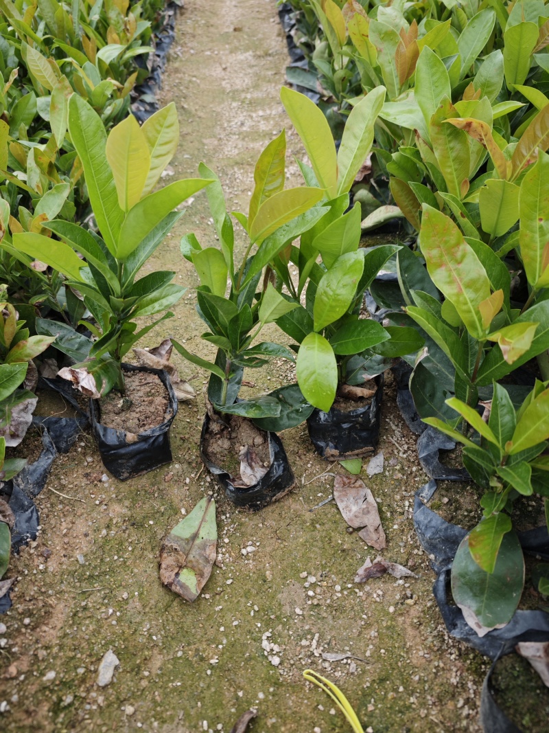 龙船花高度20到25袋苗基地