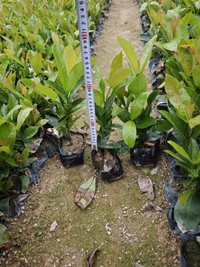 龙船花高度20到25袋苗基地