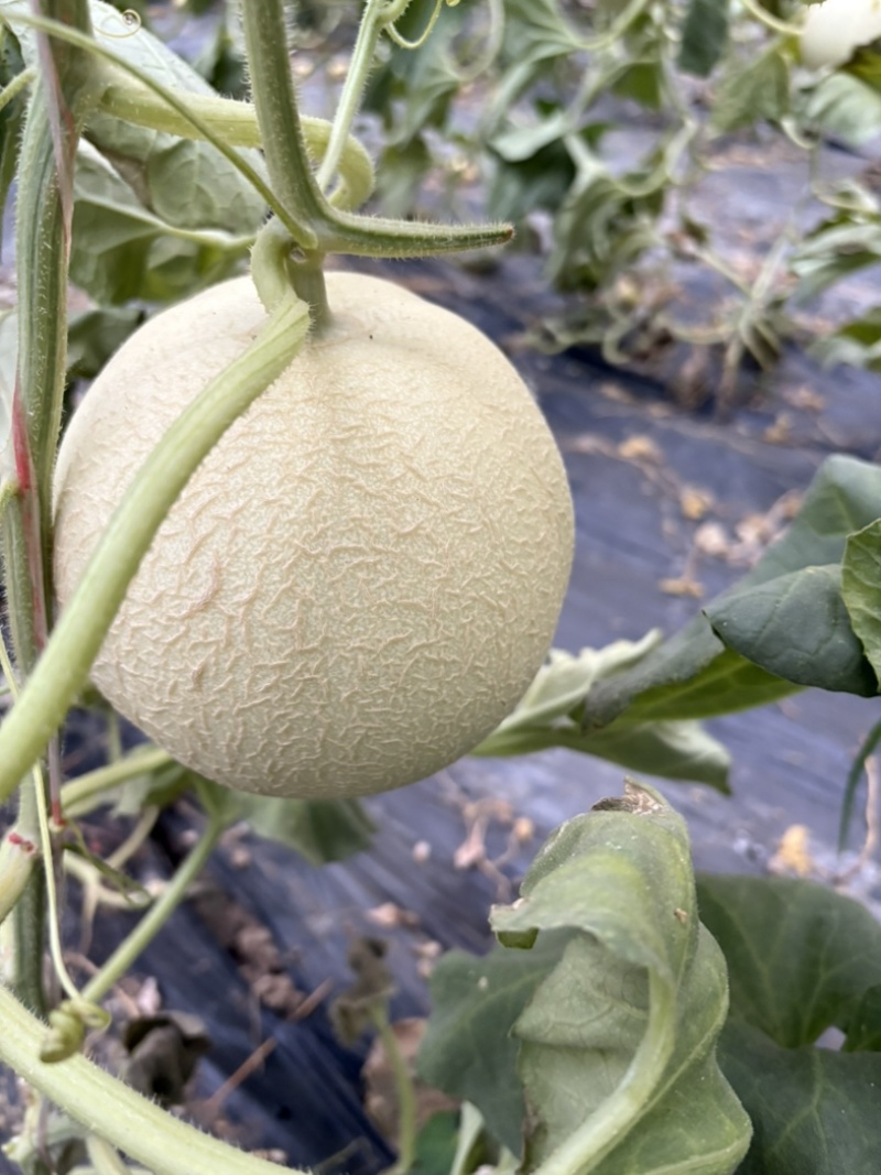 山东玉菇甜瓜，新品上市，品质保证，规格齐全，欢迎咨询