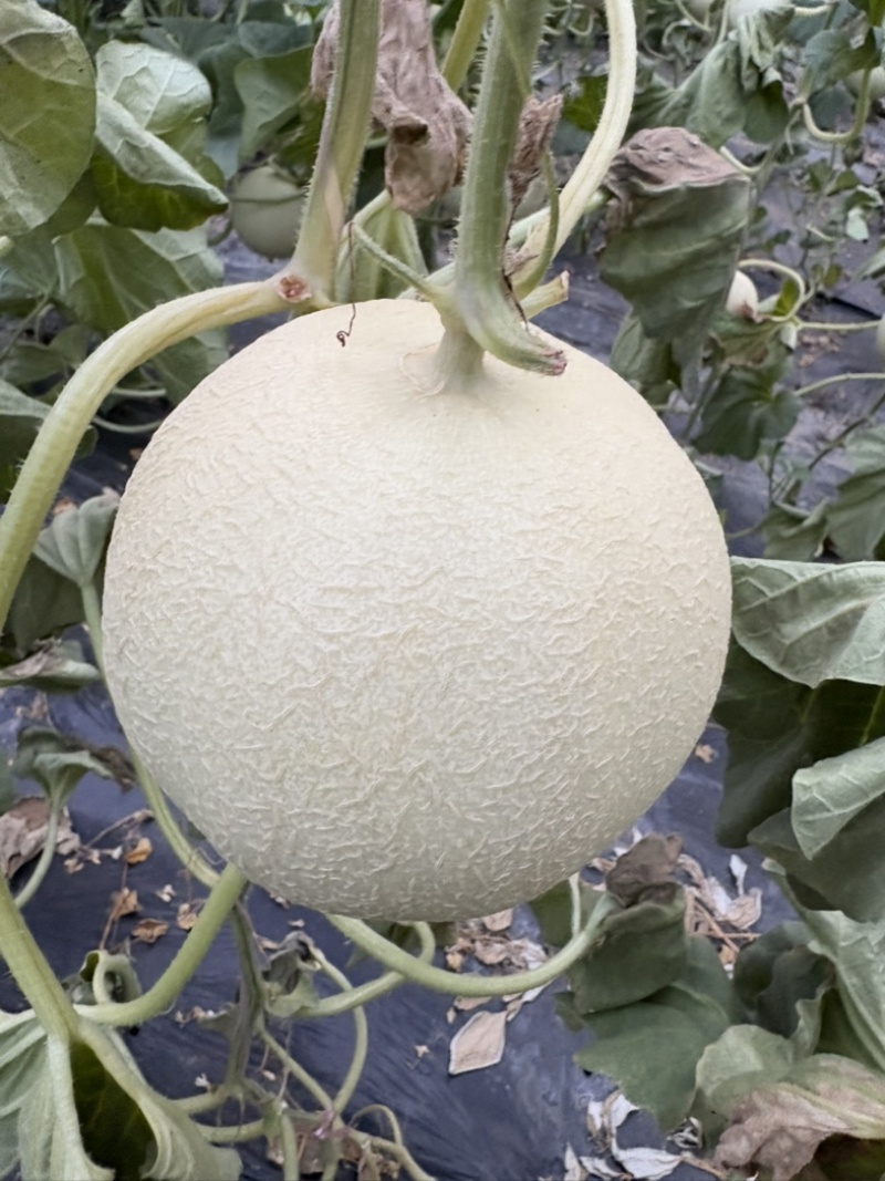山东玉菇甜瓜，新品上市，品质保证，规格齐全，欢迎咨询