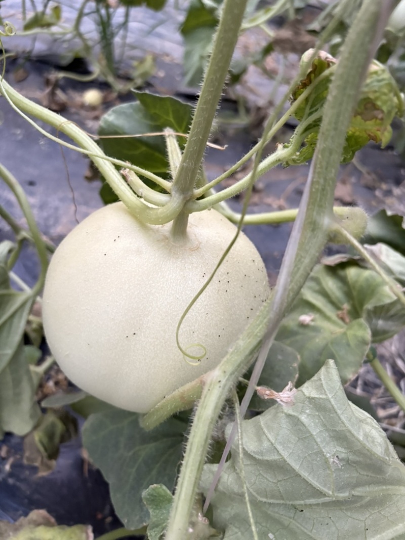 山东玉菇甜瓜，新品上市，品质保证，规格齐全，欢迎咨询