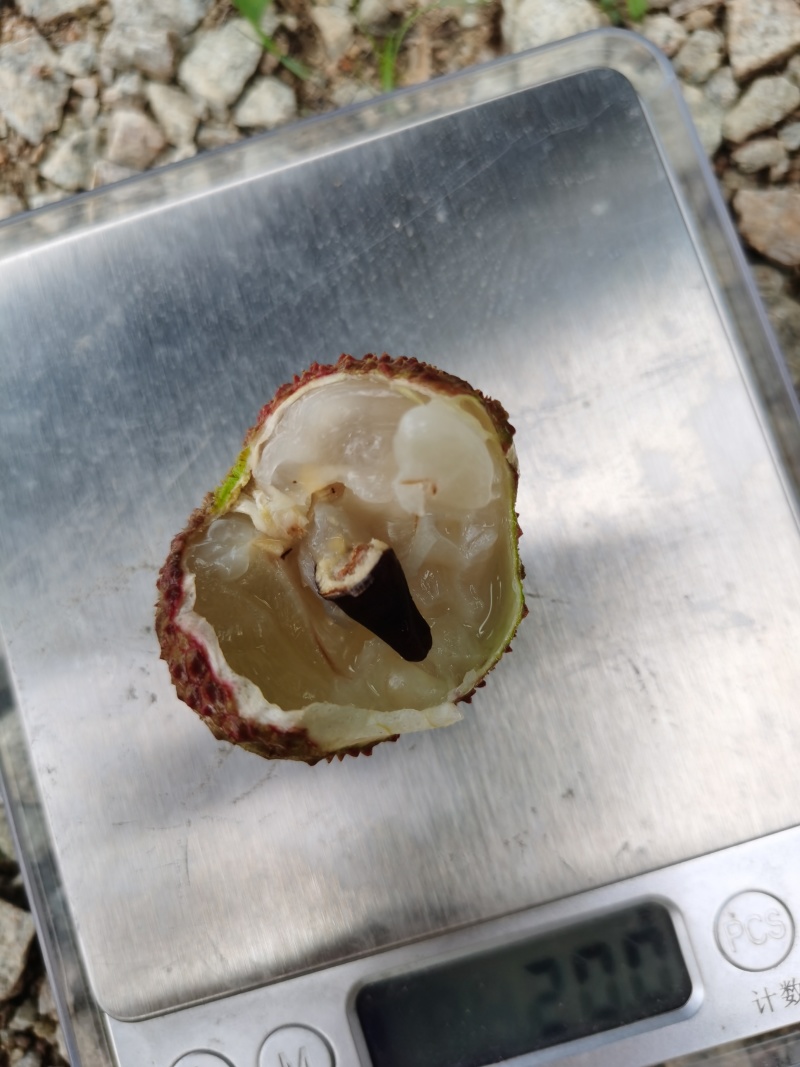 广西灵山荔枝妃子笑肉厚核小甜度高日供万斤欢迎订货