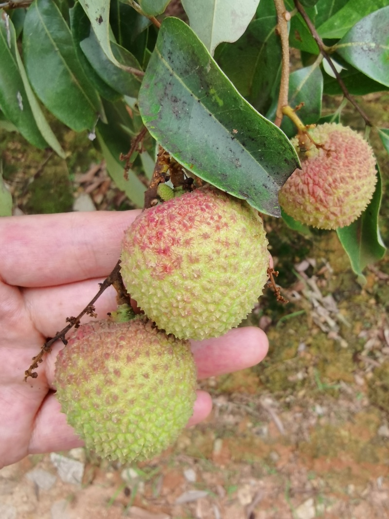 广西灵山荔枝妃子笑肉厚核小甜度高日供万斤欢迎订货