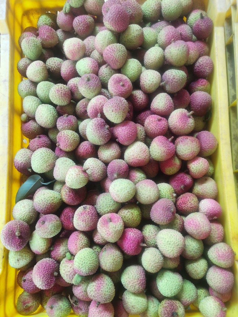 广西灵山荔枝妃子笑肉厚核小甜度高日供万斤欢迎订货