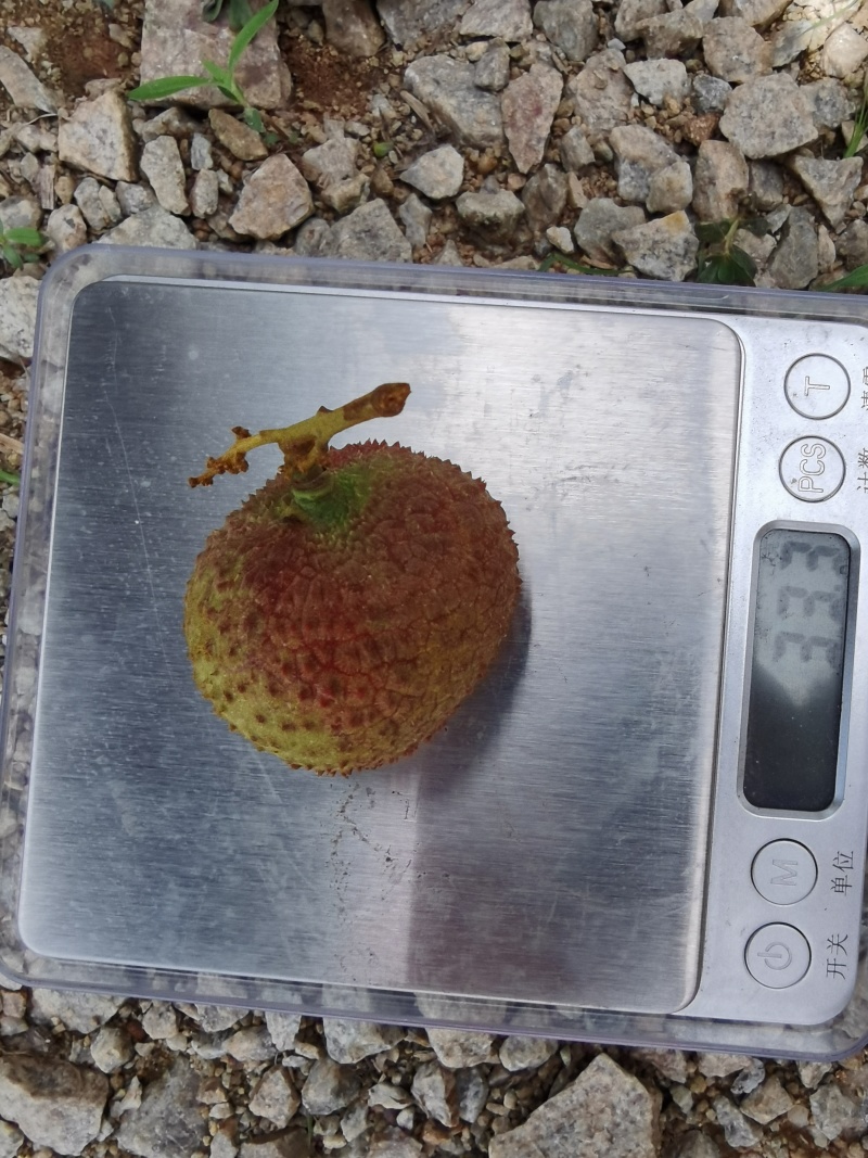 广西灵山荔枝妃子笑肉厚核小甜度高日供万斤欢迎订货