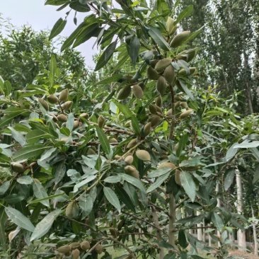 莎车纸皮巴旦木