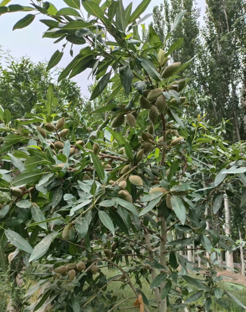 莎车纸皮巴旦木