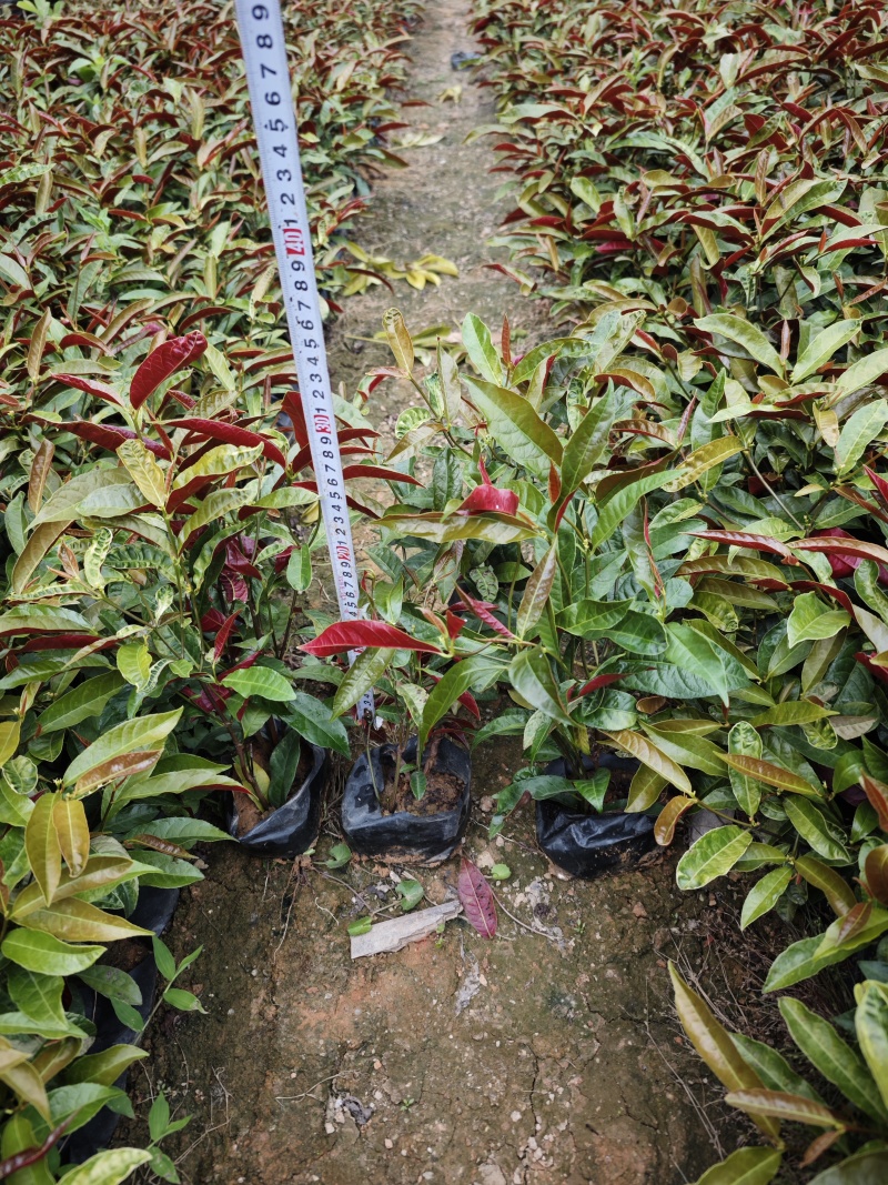 红背桂高度20到25厘米福建漳州苗木基地