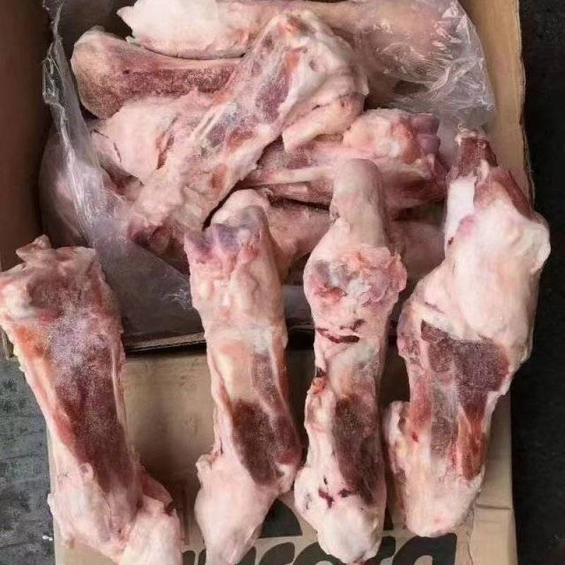 后肘骨