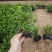 满天星孔雀梅高度20厘米左右苗木基地现货