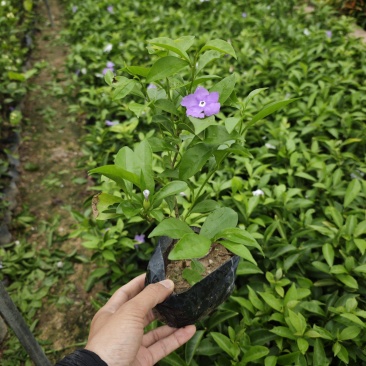 双色茉莉袋苗基地现货