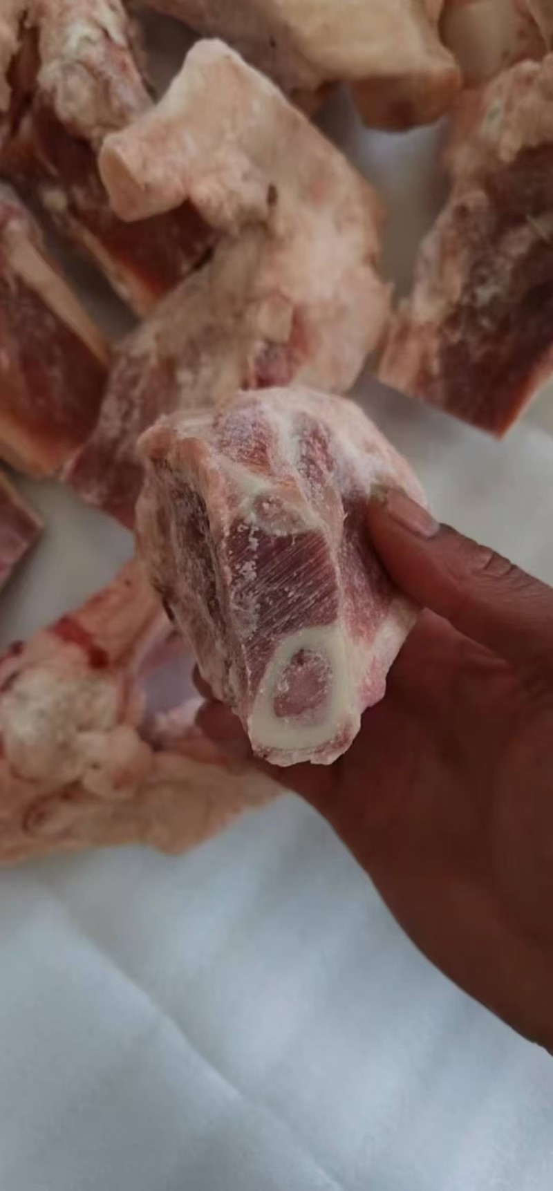 后肘骨