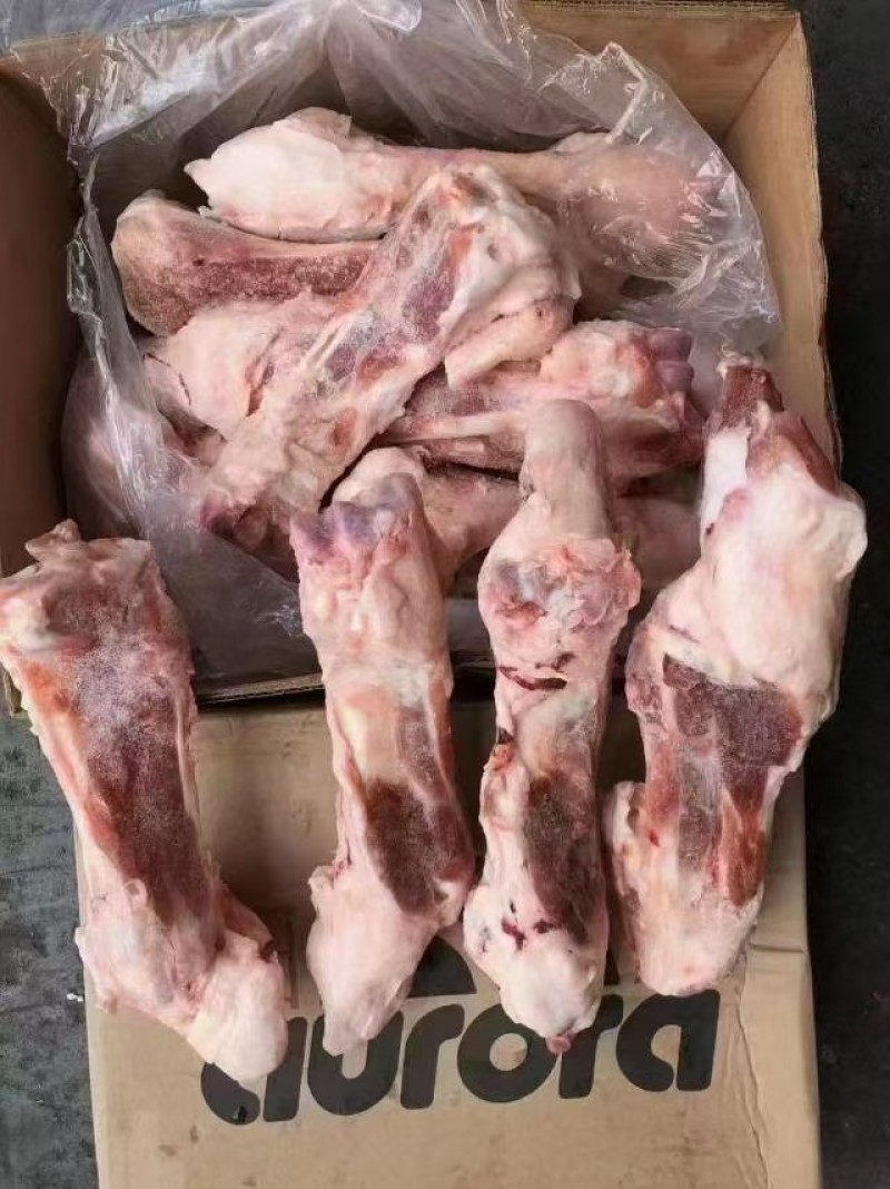 后肘骨
