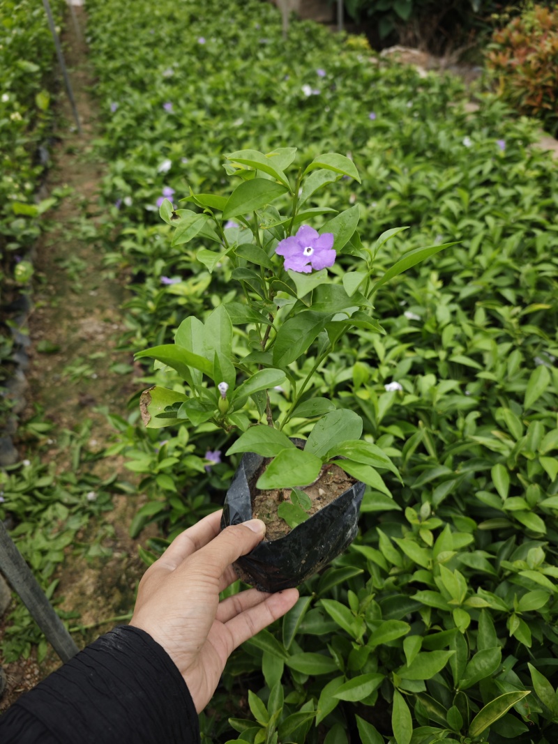双色茉莉袋苗基地现货