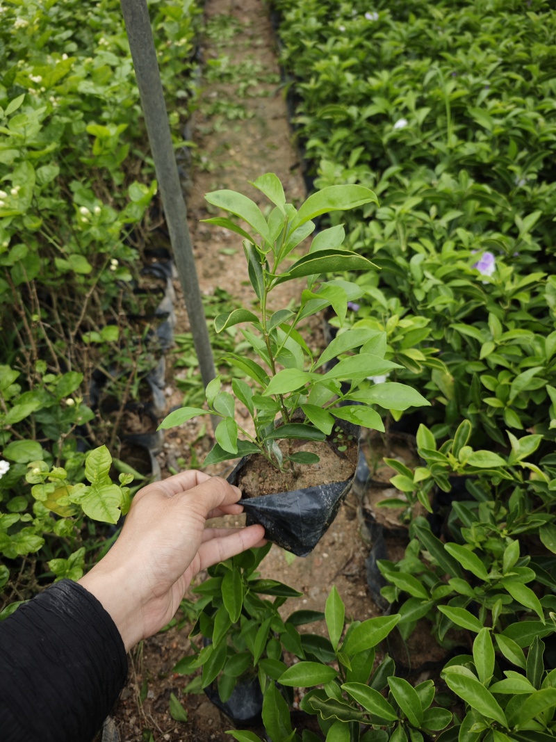 双色茉莉袋苗基地现货