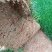 【优质推荐】草坪草大量有货量大从优一手货源保质保量