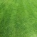 【优质推荐】草坪草大量有货量大从优一手货源保质保量
