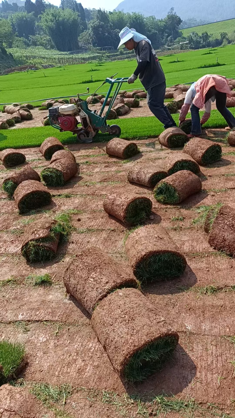 【优质推荐】草坪草大量有货量大从优一手货源保质保量