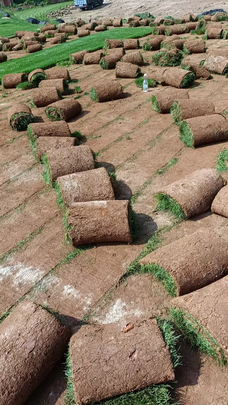 【优质推荐】草坪草大量有货量大从优一手货源保质保量