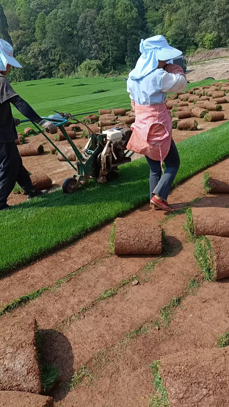【优质推荐】草坪草大量有货量大从优一手货源保质保量
