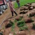 【优质推荐】草坪草大量有货量大从优一手货源保质保量
