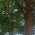 银杏
