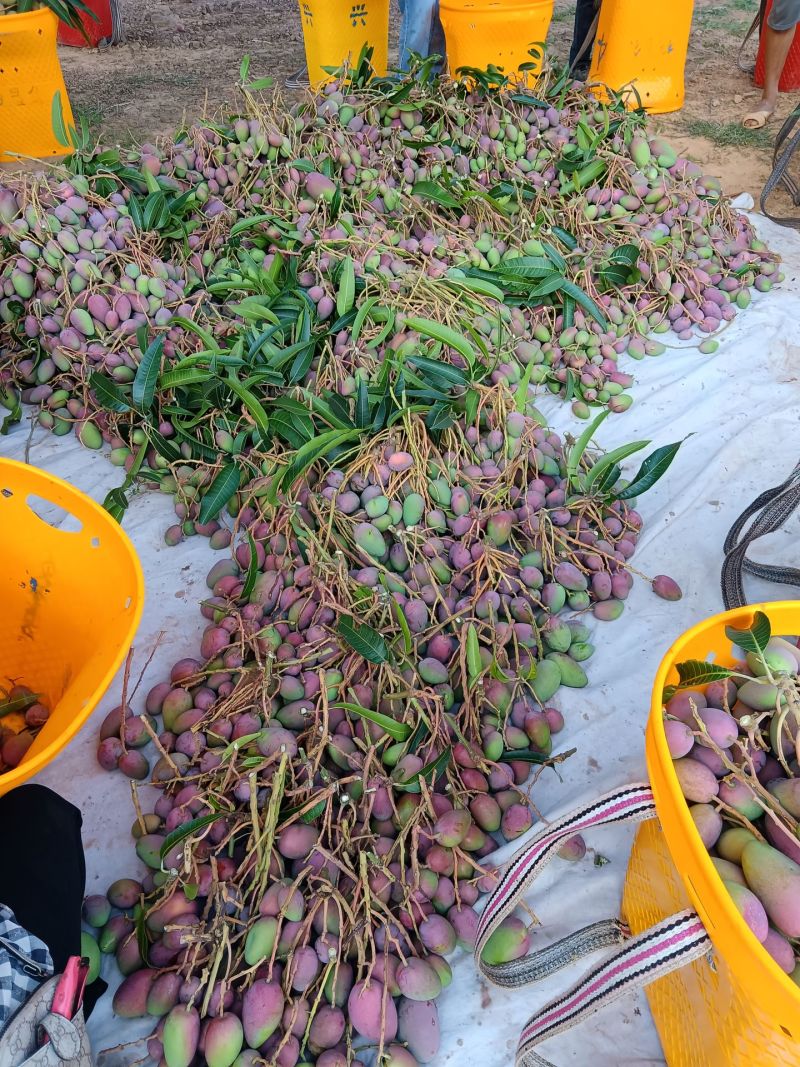 攀枝花精品芒果原产地直采直发代发代办彩虹红贵妃、大量供应