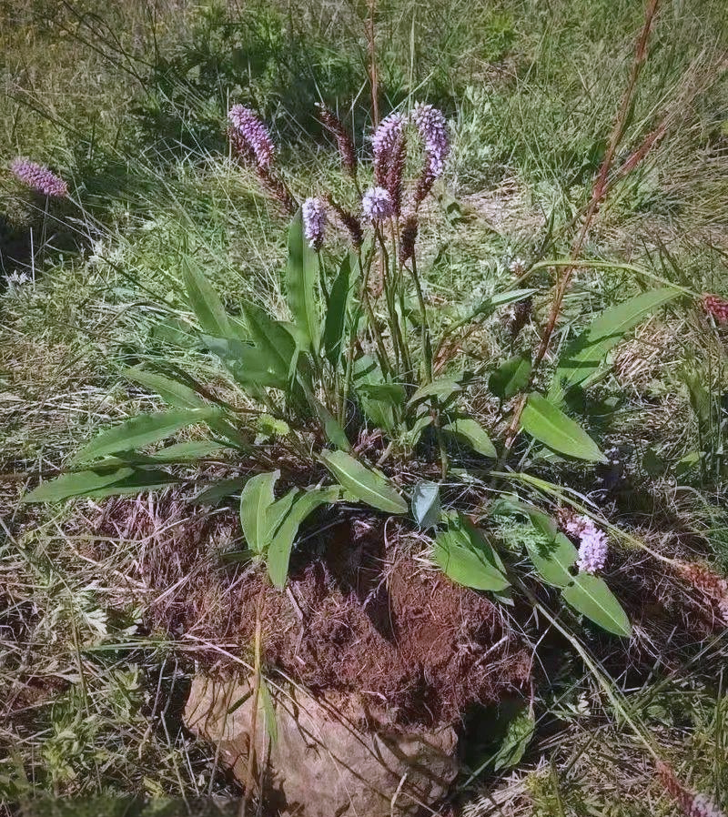 野生草血竭