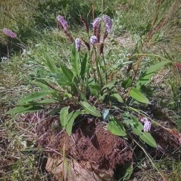 野生草血竭