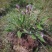 野生草血竭