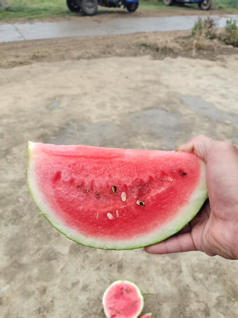 批发无籽西瓜全国发货价格可谈欢迎咨询湖南产地直发