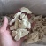 【包邮】批发怀山药片焦作无硫怀山药片量大从优