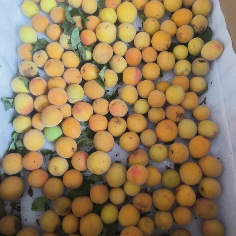 **【达州道地乌梅】药食同源无硫熏古法炭焙**