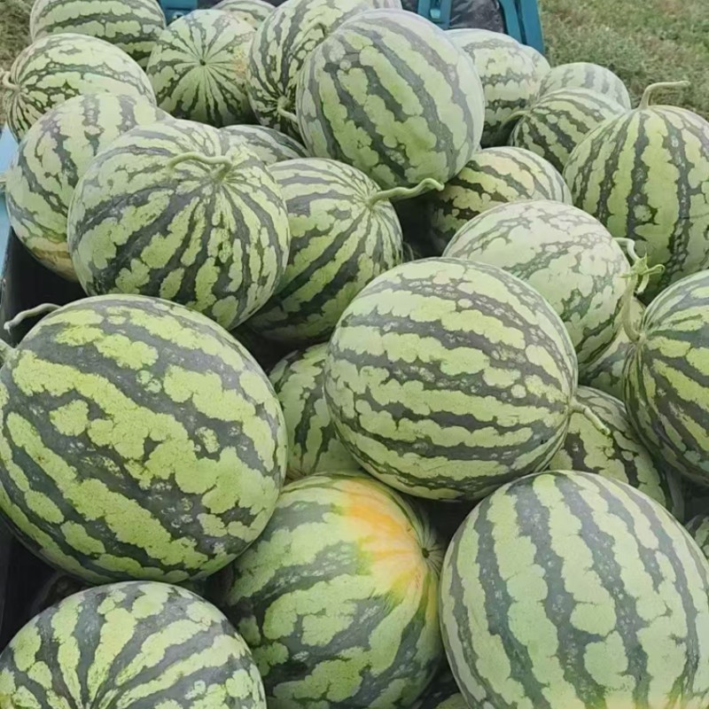 批发无籽西瓜全国发货价格可谈欢迎咨询湖南产地直发