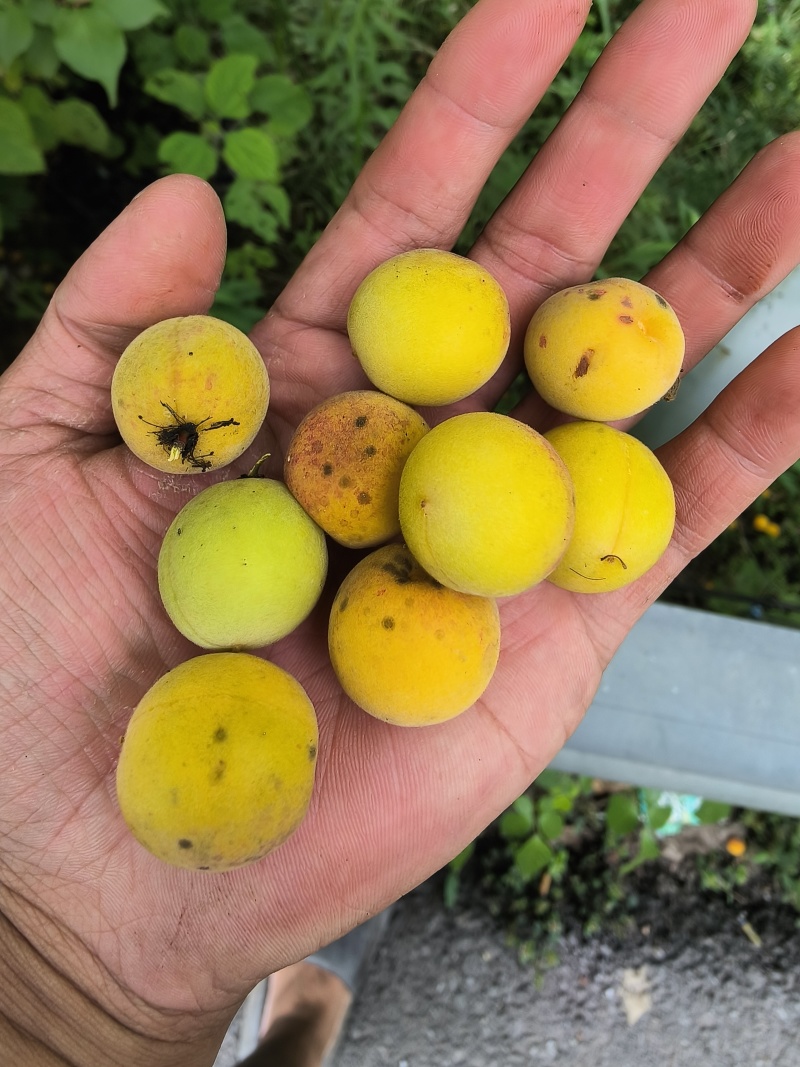 **【达州道地乌梅】药食同源无硫熏古法炭焙**