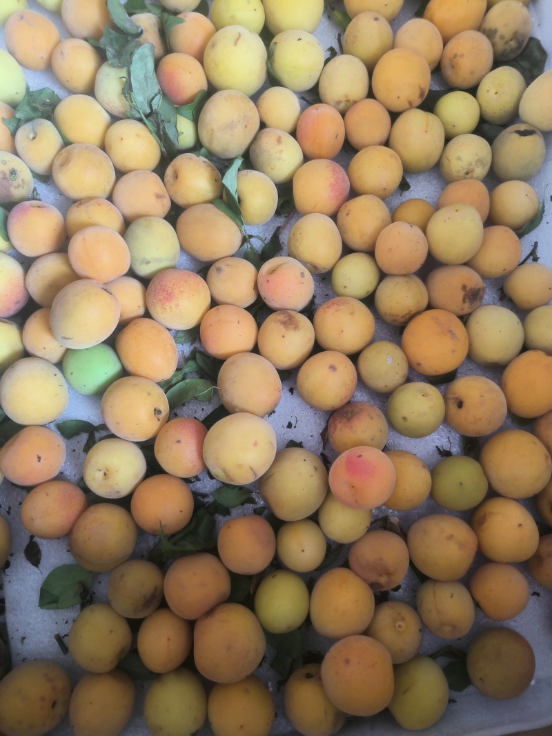 **【达州道地乌梅】药食同源无硫熏古法炭焙**