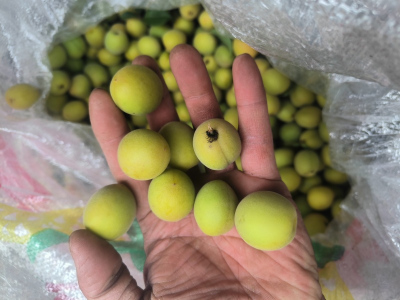 **【达州道地乌梅】药食同源无硫熏古法炭焙**