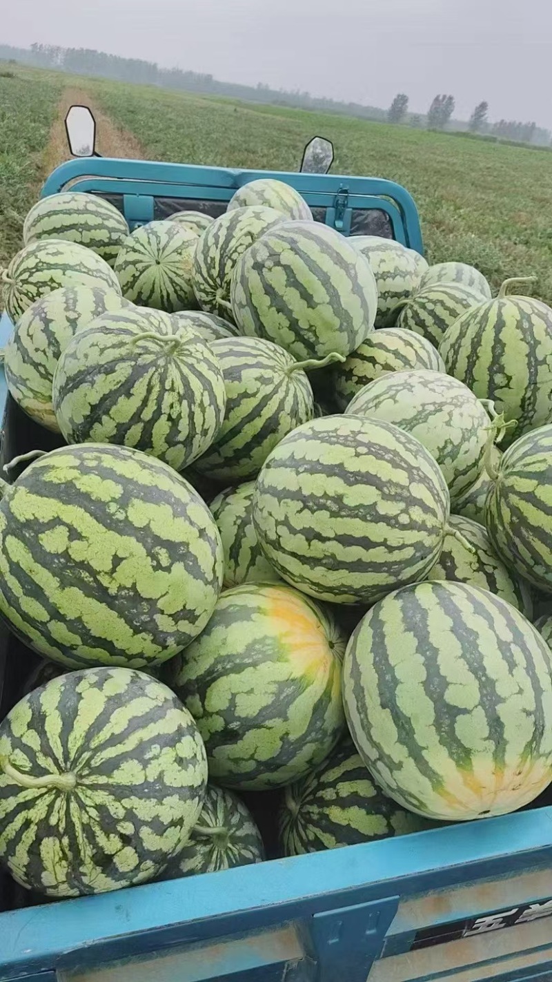 批发麒麟西瓜产地湖南保质量足斤两诚信团队稳定发货